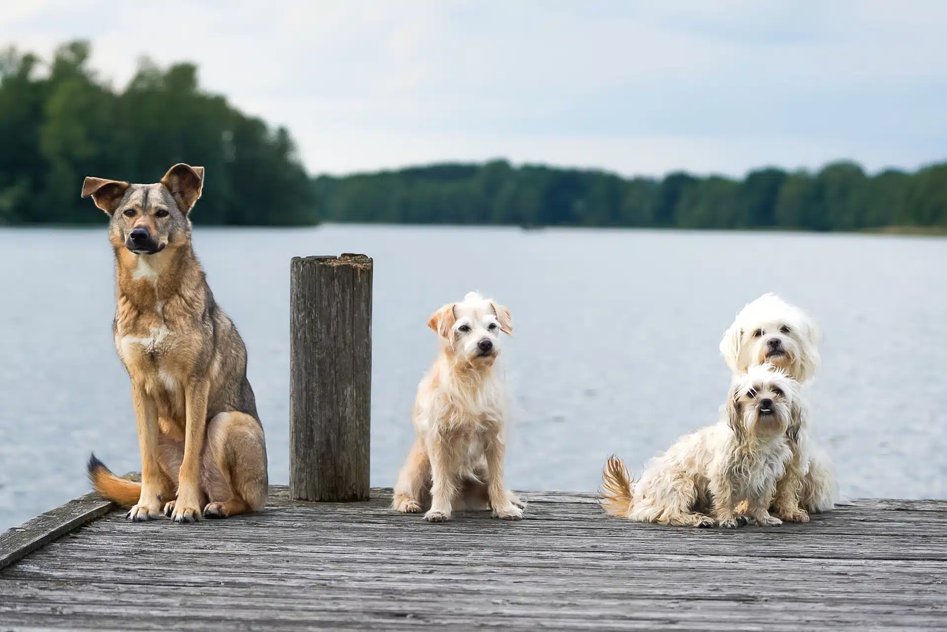 Où faire garder votre chien pendant votre séjour dans le Jura